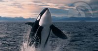 Orca lanza pools con permiso para facilitar el comercio regulado de RWA en Solana